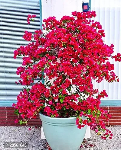 Baishnab Baugainvillea Plant Aiden bougainvillea plants-thumb0