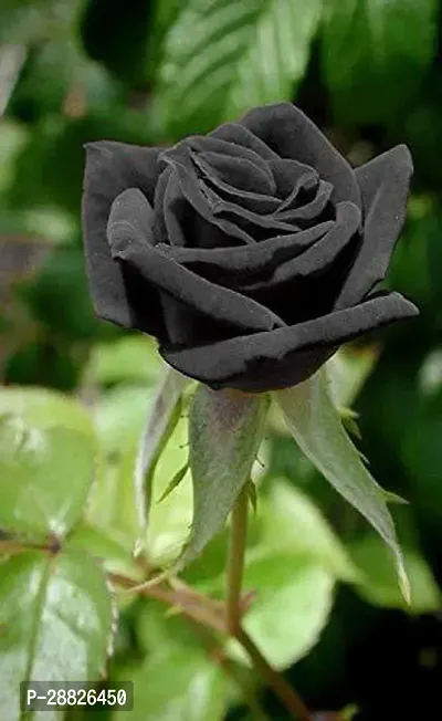 Baishnab  Unique Black Rose Plant CF8003911 Rose-thumb0