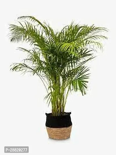 Baishnab  ak11 Areca Palm