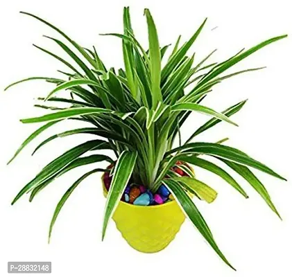 Baishnab  SPY02 Spider Plant-thumb0