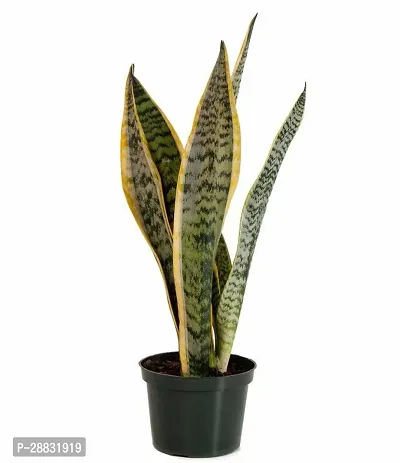 Baishnab  WoodGibbsGiftsWB957 Money Plant-thumb0