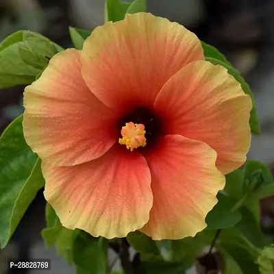 Baishnab  Hibiscus Orange CF30023 Hibiscus Plant-thumb0