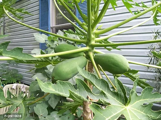 Baishnab  Dwarf Hybrid Papaya Fruit Seedling Live-thumb0