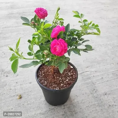 Baishnab  Pink rose climbing Rose Plant-thumb0