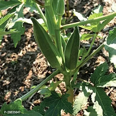 Baishnab Seed 500per packet XF373500 Green Okra 2902500PIECE