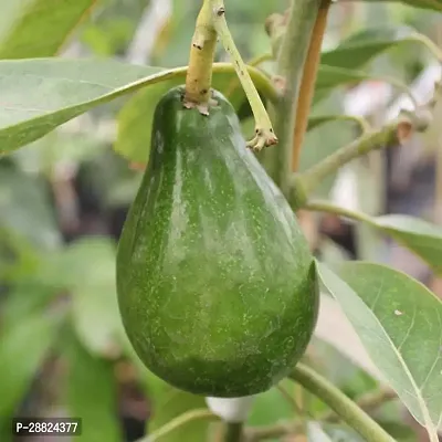 Baishnab  Wurtz Avocado Live PlantCF2295489 Avoca