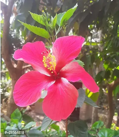 Baishnab Hibiscus Plant Hibiscus plant-thumb0