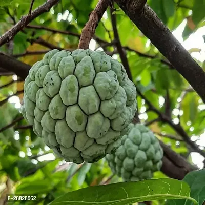 Baishnab  Custard Apple Live Plant Disha3090111-thumb0