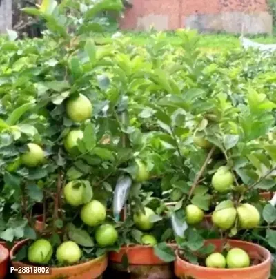 Baishnab  Guava Plant  Hybrid