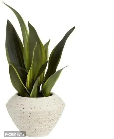 Baishnab  Snake Plant For Home Decorations Best For