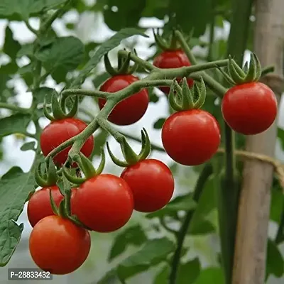 Baishnab tomato  seed 100 ps cloeCherry Tomato Seeds100PIECE