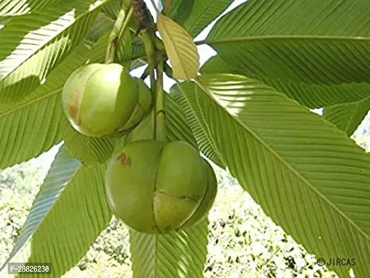 Baishnab  Elephant Apple Plant09 Elephant Apple Pl-thumb0