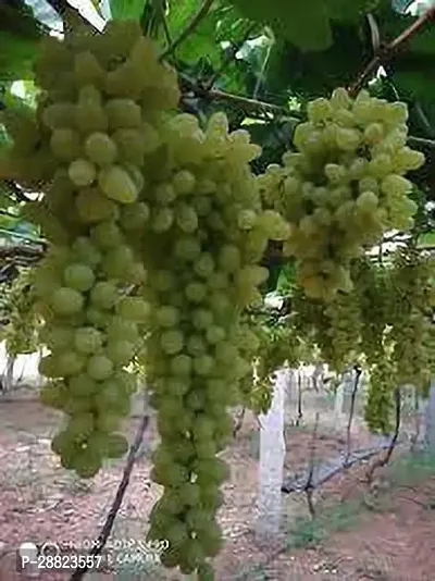 Baishnab  Grape plantDilkhush CFO25 Grape Plan