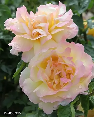 Baishnab Rose Plant ROSE PLANT-BU25