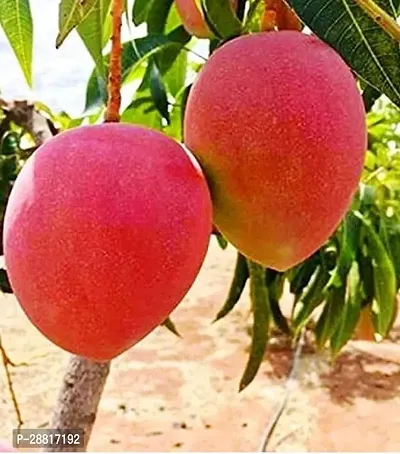 Baishnab  Miyazaki mango plant Japanese live origin-thumb0