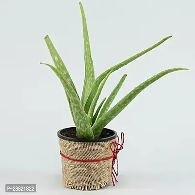 Baishnab  ALOVREA PLANT Aloe Vera Plant-thumb0