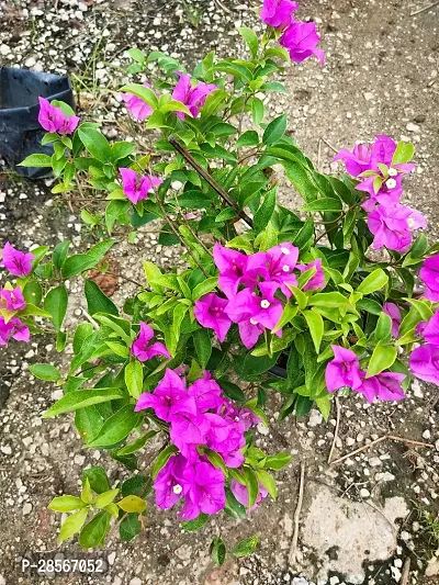 Baishnab Baugainvillea Plant Bougainvillea Plant CF00062