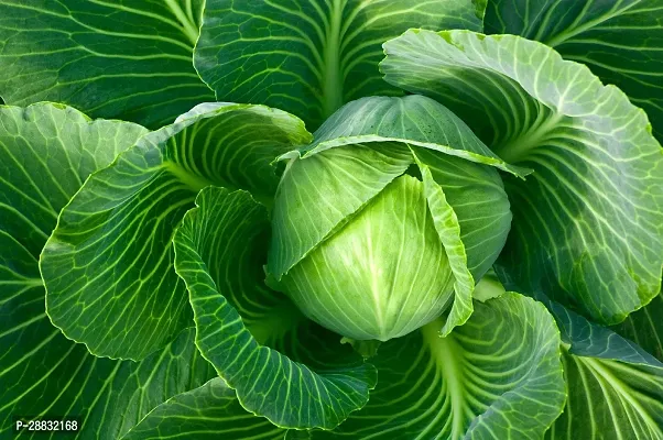 Baishnab Cabbage Seed 50 Ps n3 7350PIECE