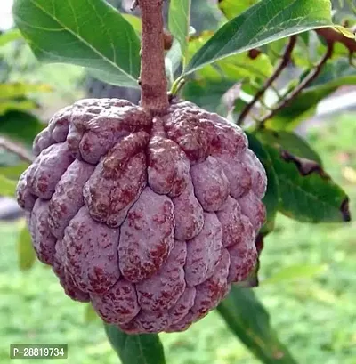 Baishnab  Axotic Custard Apple Plant-thumb0