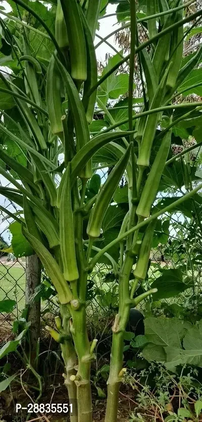 Baishnab Seed 100per packet XF411100 Green Okra 1108100PIECE