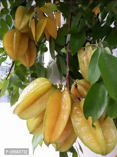 Baishnab Star Fruit Carambola Grafted Plant Star Fruit Hybrid Live Plant-Grafted All Time Sweet Variety Sulav CF101-thumb0