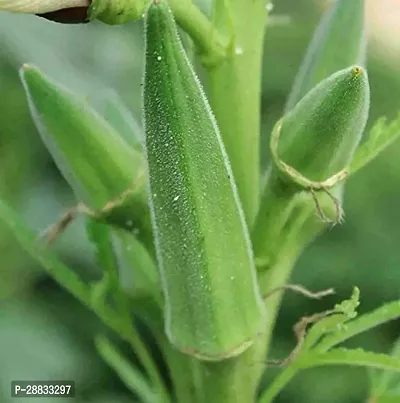 Baishnab Vhindi sed 410 ps hhjFresh Okra Clemson Spineless Okra Seeds Vegetable Seeds O153410PIECE