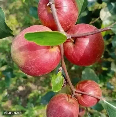 Baishnab Ber Apple Plant V1-thumb0