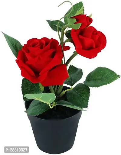 Baishnab  red rose95 Rose Plant-thumb0