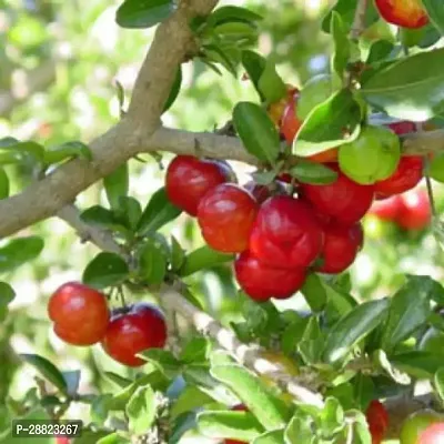 Baishnab  Live Barbados Cherry  Plant  Grafted Cher