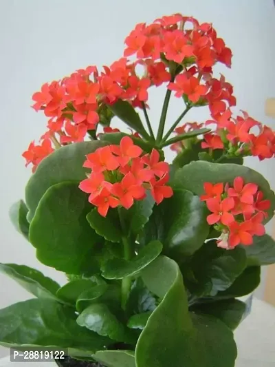 Baishnab  kalanchoe plant 50171 Kalanchoe Plant