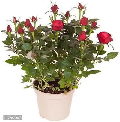 Baishnab  Red Rose Plant HybridCFA422 Rose Pla