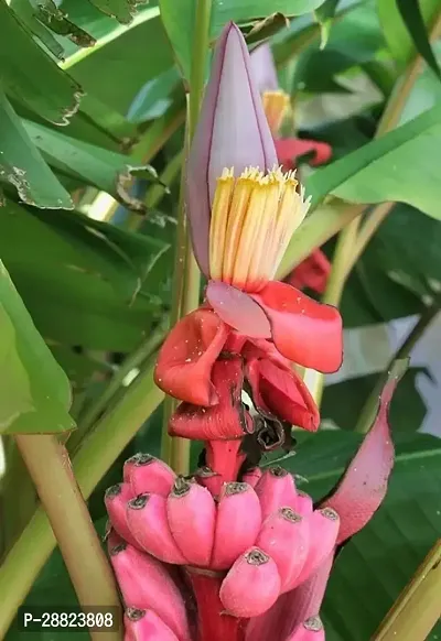 Baishnab  Live Plant Rare Dwarf Musa Red Banana Bar