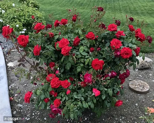 Baishnab  red rose3 Rose Plant-thumb0