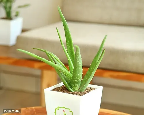 Baishnab  Aloe Vera Plant CF00055 Aloe Vera Plant-thumb0