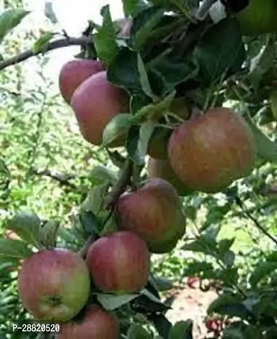 Baishnab  Cortland Apple Plant Apple Plant-thumb0