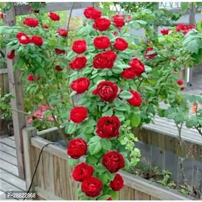 Baishnab  Gallica Roses Rose Plant-thumb0