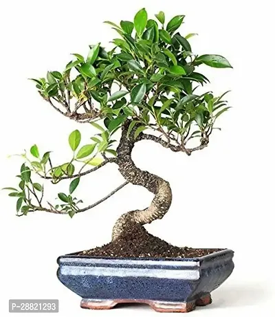 Baishnab  GHBN55 Ficus Bonsai Plant-thumb0