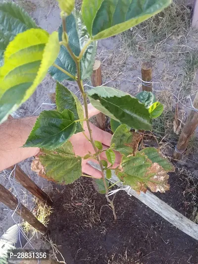 Baishnab  Mulberry Plant oo Berry Plant-thumb0