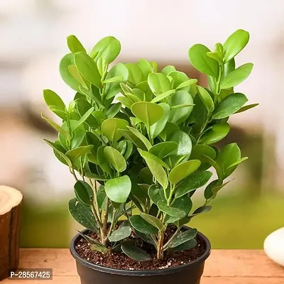 Baishnab Ficus Bonsai Plant Ficus Moclame, Ficus microcarpa - Plant-thumb0