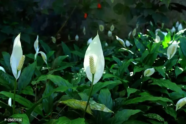 Baishnab  Peace Lily Plant E 01 Peace Lily Plant-thumb0