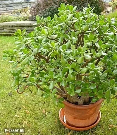 Baishnab  Jade Live Plant Good Luck Plant CF1381-thumb0