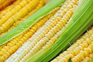 Baishnab Corn seeds 200psI B F1 Hybrid Sweet 70 Sweet Corn Seeds200PIECE-thumb2