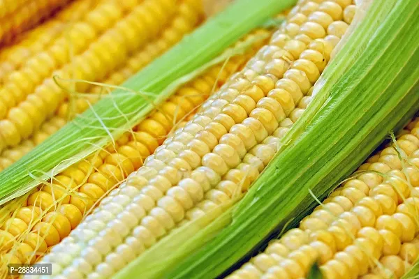 Baishnab Corn seeds 200psI B F1 Hybrid Sweet 70 Sweet Corn Seeds200PIECE-thumb3