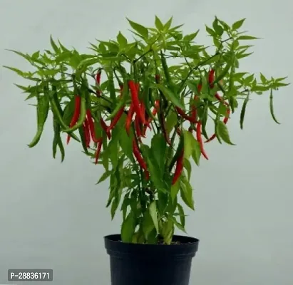 Baishnab Chilli seed 150 ps yCW11 CHILLI MIRCHI HYBRID SEED150PIECE-thumb0