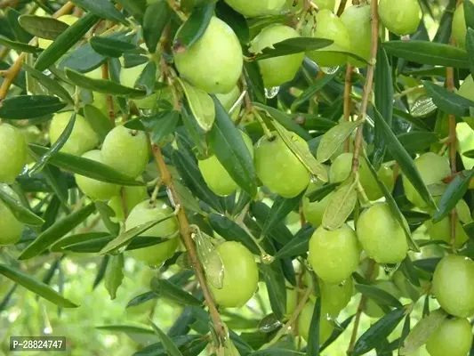 Baishnab  Indian OliveJalpai Live Plant CF070 ZZ