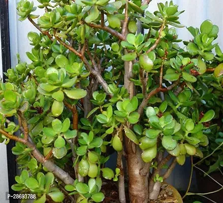 Baishnab Jade Plant Jade plant-thumb0