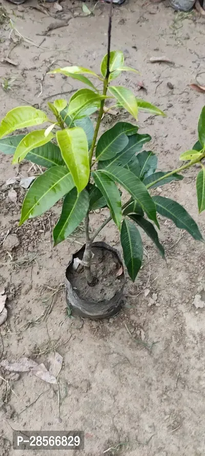 Baishnab Mango Plant Thai all time sweetmango plant-thumb2