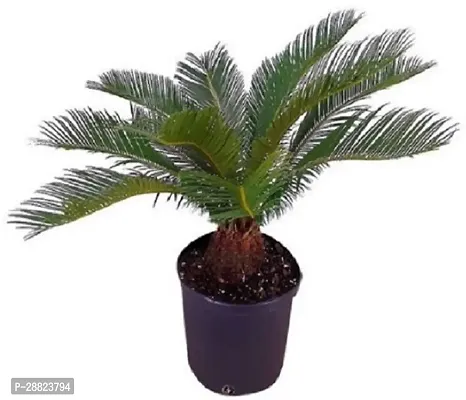 Baishnab  Cycas Revoluta Plant Live Plant CF1131