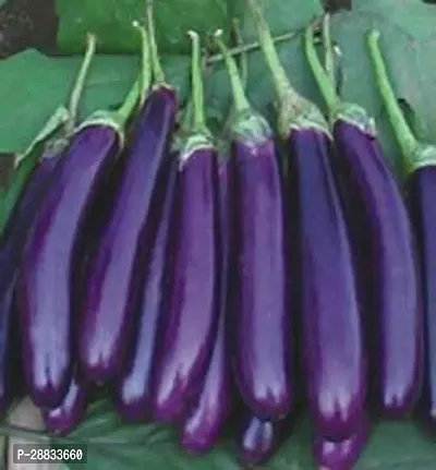 Baishnab Earth Seeds R 64Brinjal SEEDS  1100PIECE