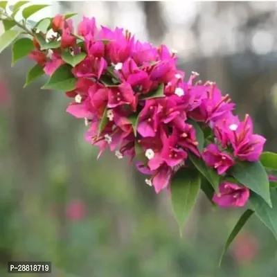 Baishnab  BougainvilleaModel NameSunvilleaplant